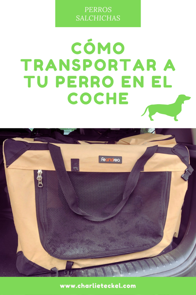 Cómo transportar a tu perro en el oche