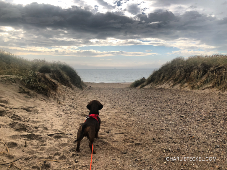 10 Cosas Empacar Perro salchicha en la playa