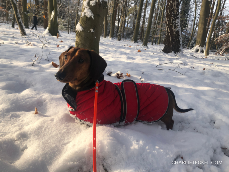 Cuidados que necesitan los dachshunds en invierno