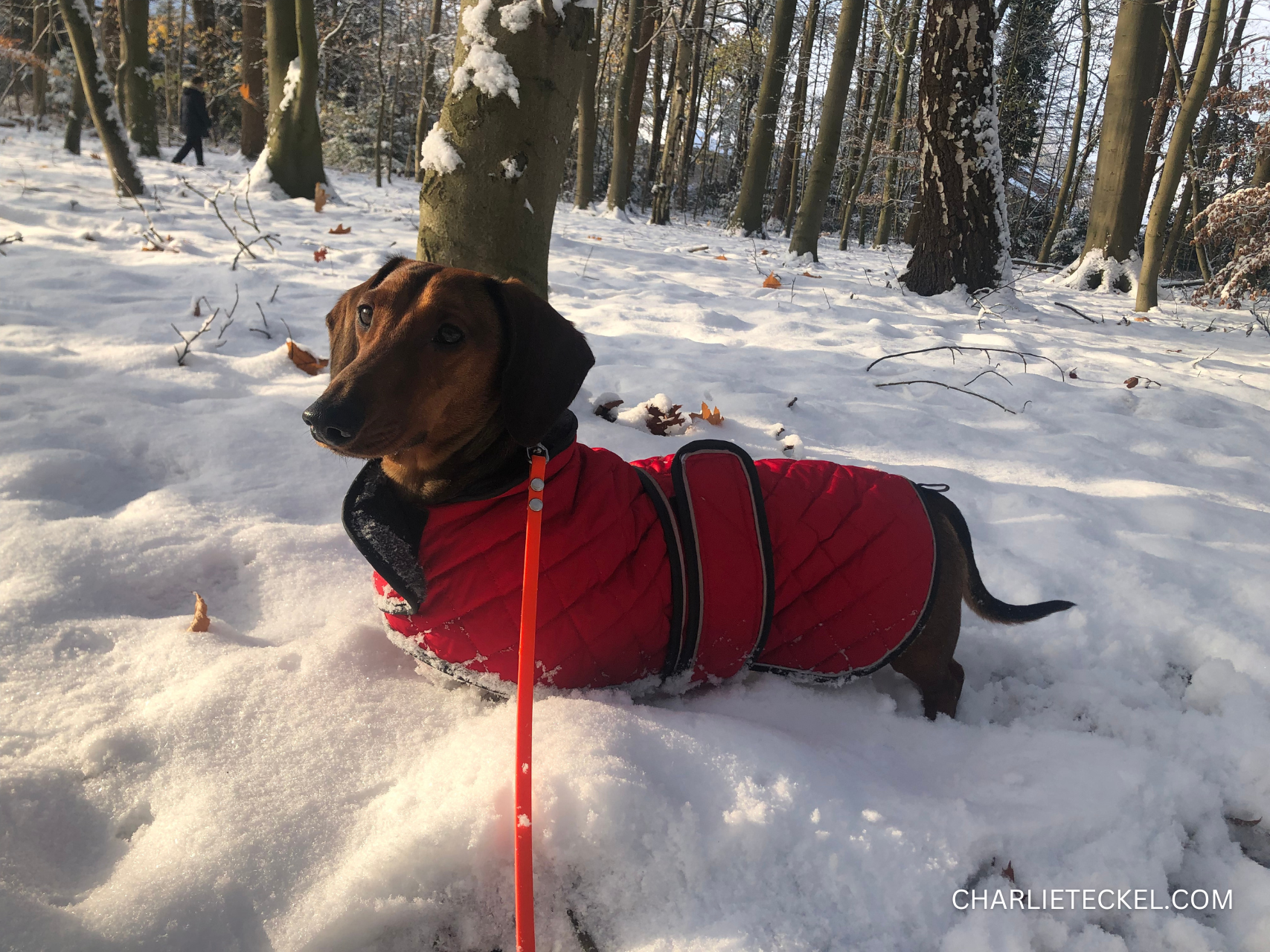 Cuidados que necesitan los Dachshund en invierno