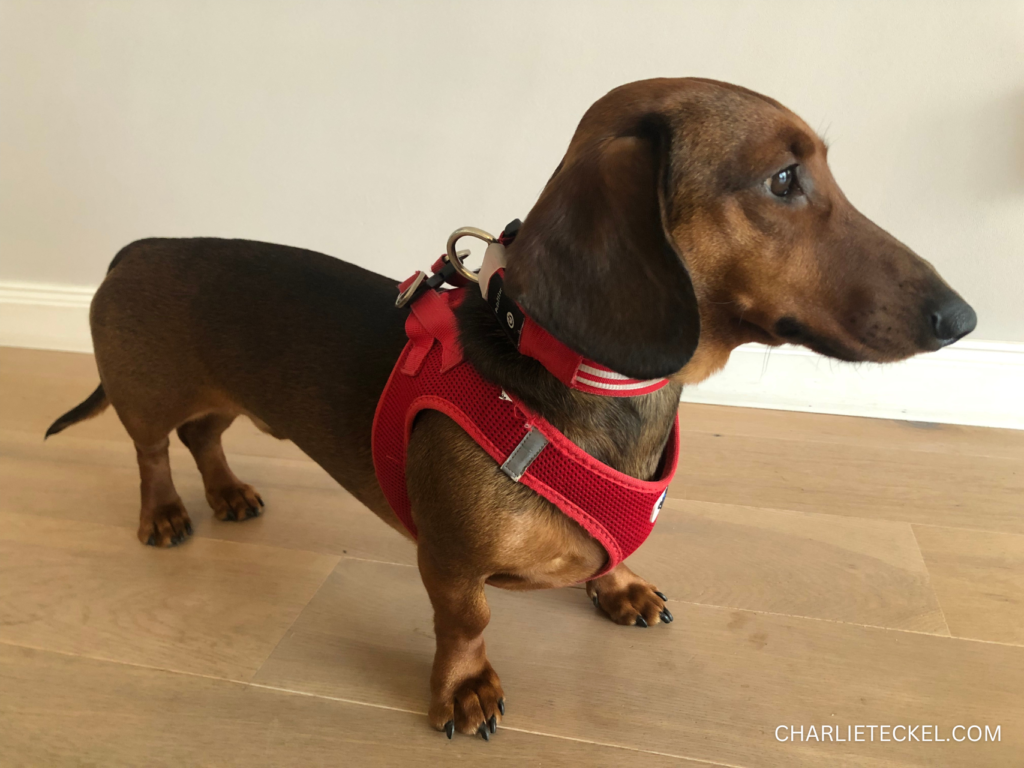 Collar y arnes para perro salchicha