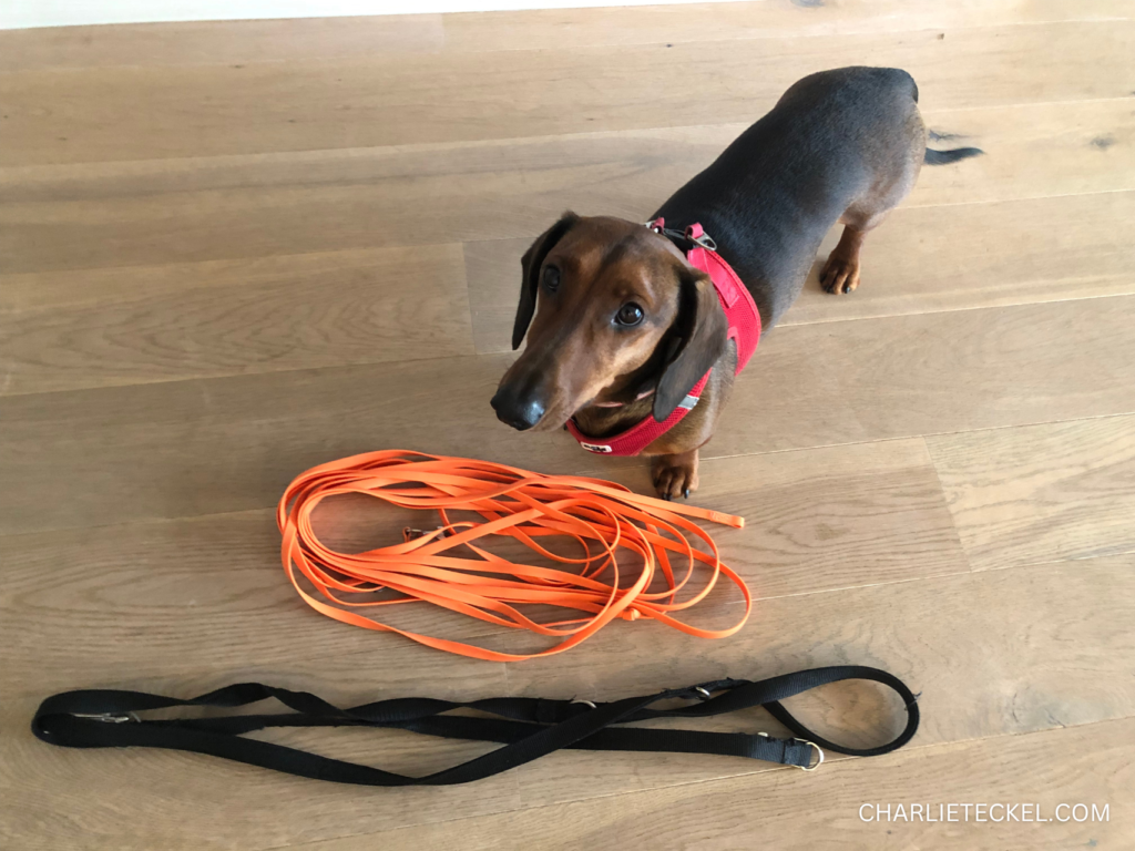 Correas para perros salchicha