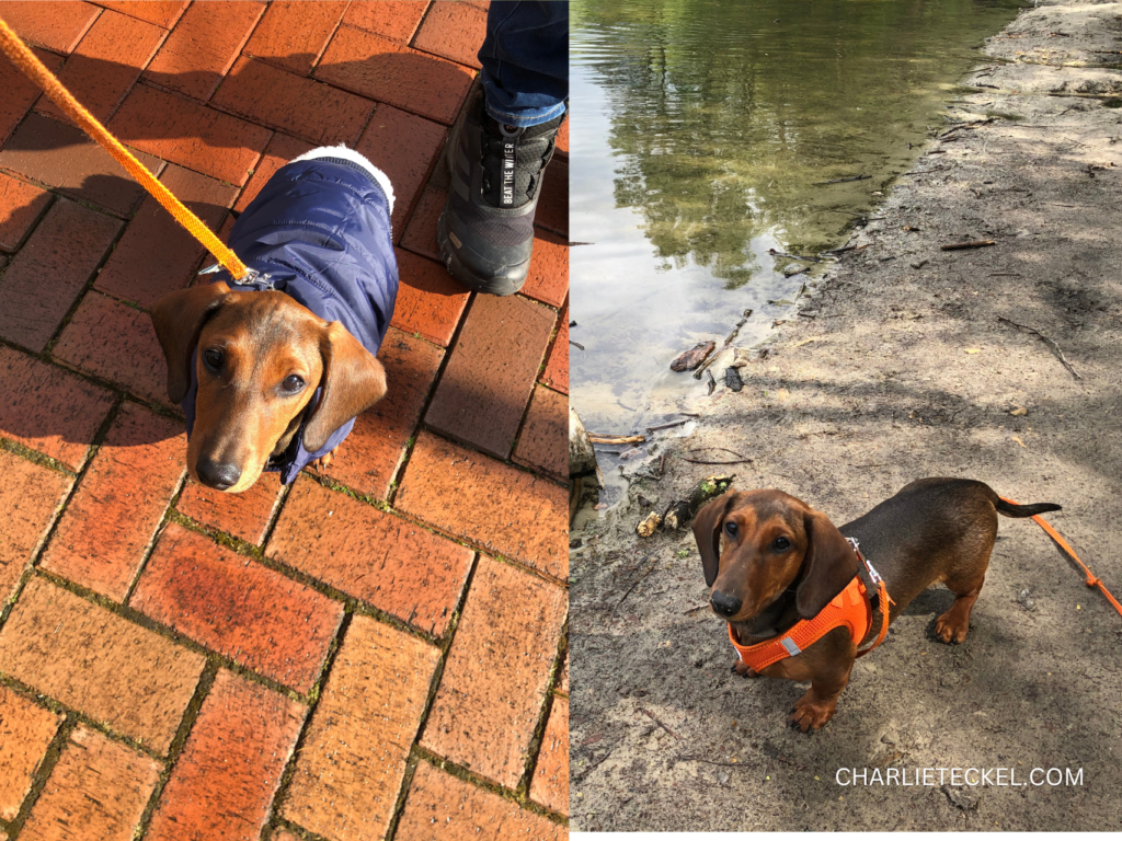 Primer Paseo de tu Cachorro Teckel 