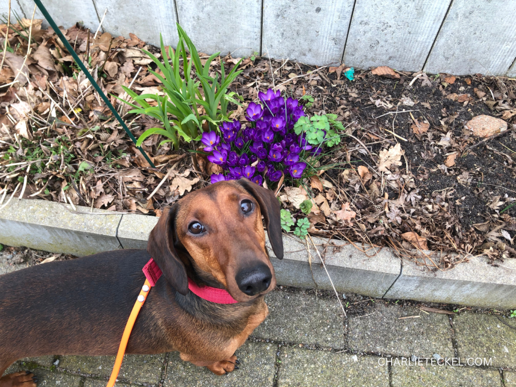 Seguridad para tu cachorro Dachshund en casa